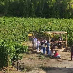 Paseo en San Rosendo y sus Viñas de Malbec