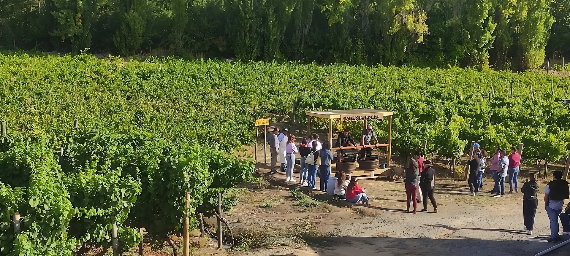 Paseo en San Rosendo y sus Viñas de Malbec